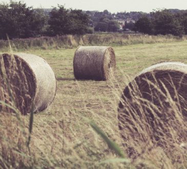 Agricoltura: si rafforza alleanza strategica tra ENEA e FAO