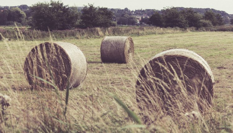 Agricoltura: si rafforza alleanza strategica tra ENEA e FAO